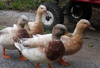 Holderread’s Lost Bantam Ducks